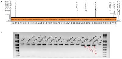 Identification of Eight Spliceogenic Variants in BRCA2 Exon 16 by Minigene Assays